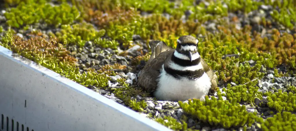 A bird resting on top of a container greenroof