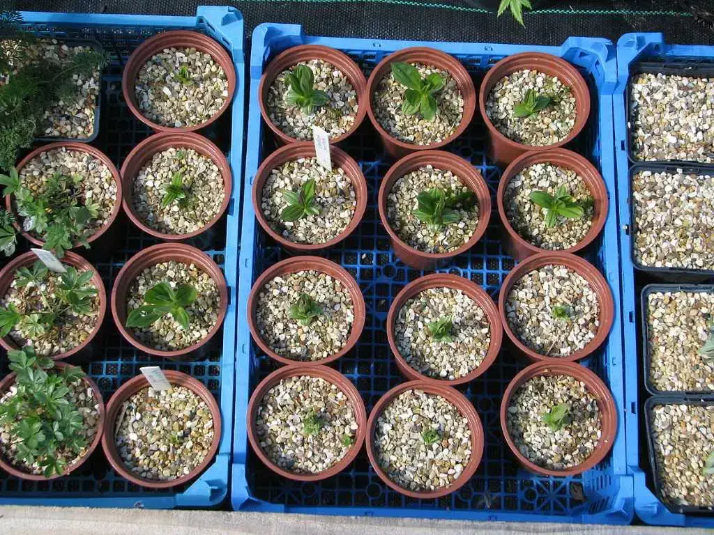 Plant propagation in shipping containers