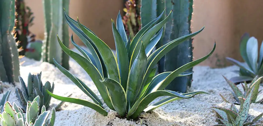 Agave plant as a poolside plant