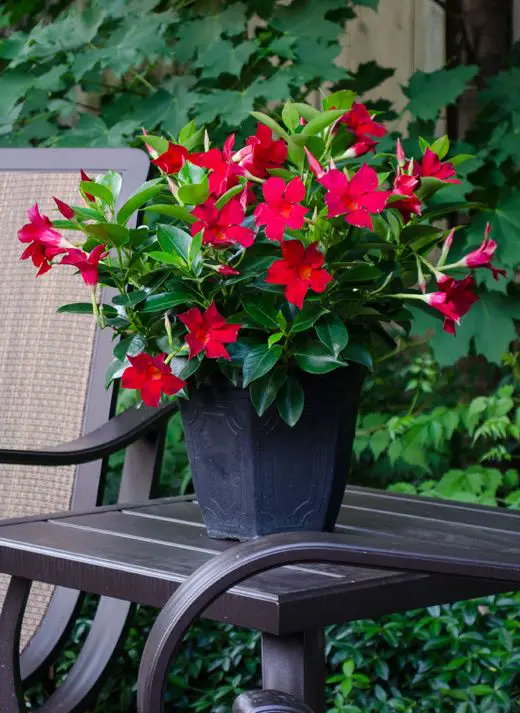 Best Poolside Container Plants