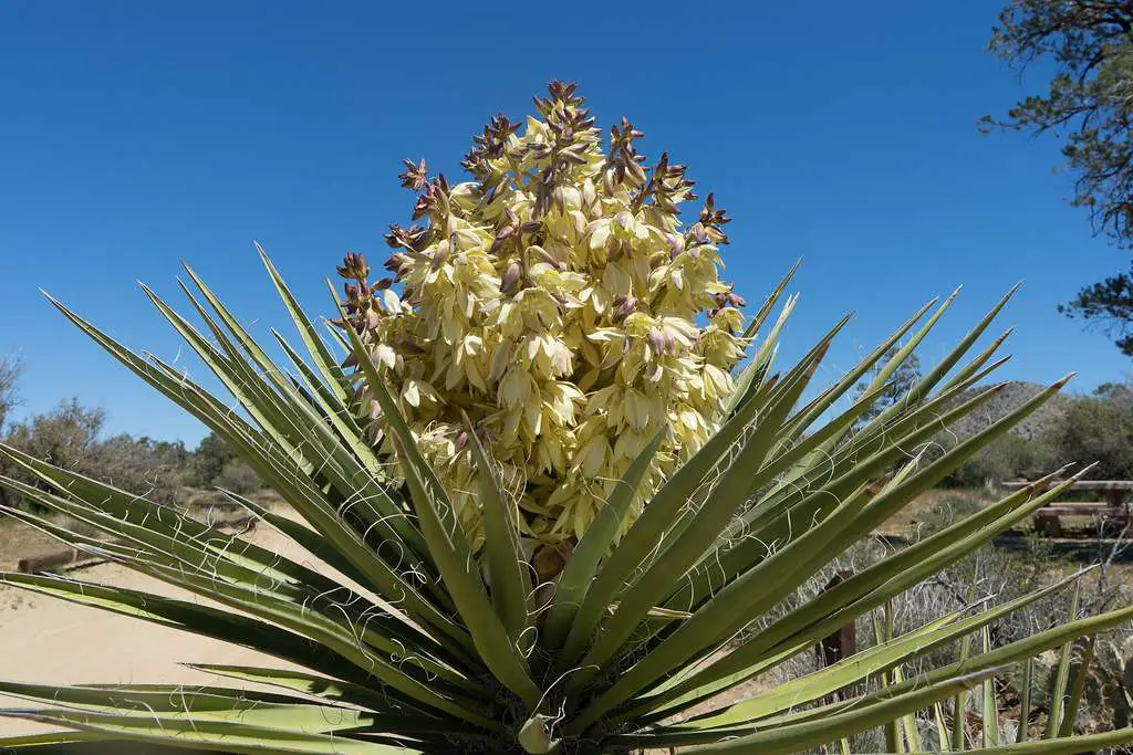 Yucca poolside plant