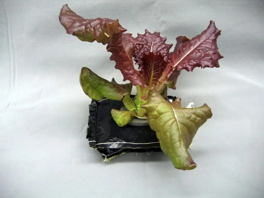 A 28-day-old Outredgeous red romaine lettuce plant grows in a prototype VEGGIE flight pillow