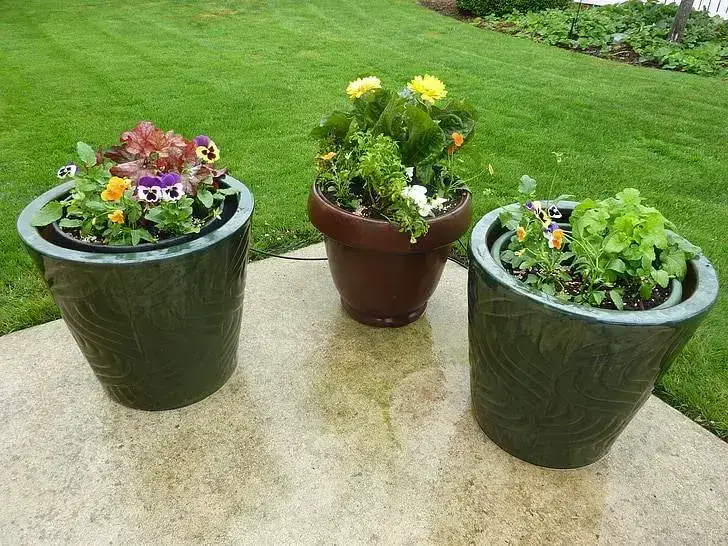 Plastic flower pots for container vegetable gardening in Central Florida